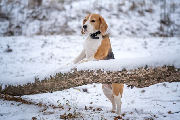 Perro de raza Beagle a pasear en la nieve del invierno