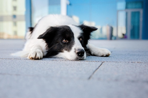 Perro de raza Border Collie en la ciudad