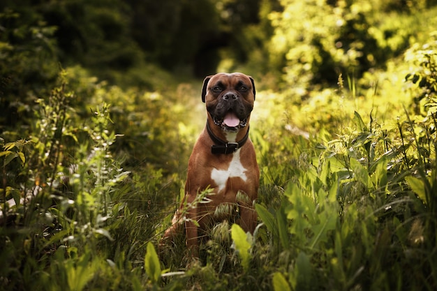 Perro de raza boxer alemán en el jardín