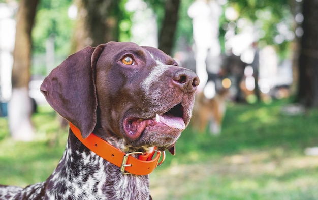 Perro de raza Braco Alemán. Primer plano de retrato. Un perro con curiosidad mira hacia arriba.