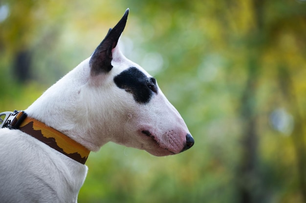 Perro de raza bull terrier blanco con una mancha negra cerca del ojo