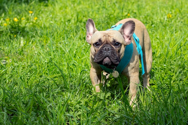 Un perro de la raza bulldog francés está jugando en el parque en la hierba verde