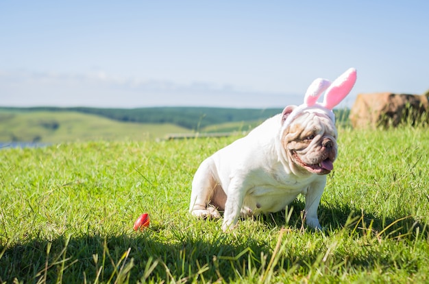 Perro de raza bulldog inglés disfrazado de conejito de Pascua