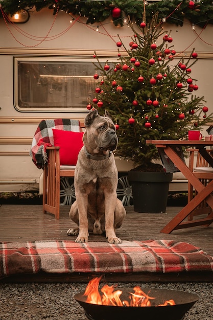 Perro de raza Cane Corso en las vacaciones de Año Nuevo Vacaciones de Navidad en una casa rodante El perro cerca del árbol de Navidad recibió un regalo en forma de golosinas