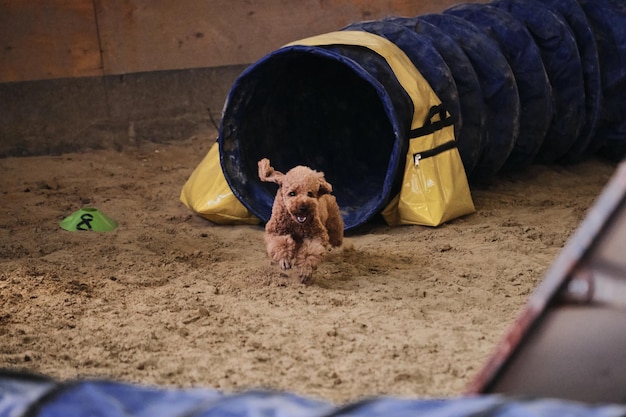 Perro de raza caniche de juguete de color rojo se queda sin túnel y moscas de arena debajo de las patas