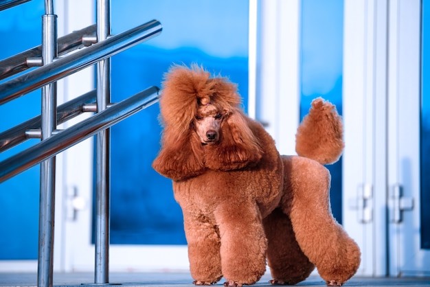 Perro raza caniche pequeño color melocotón se encuentra en el centro comercial.