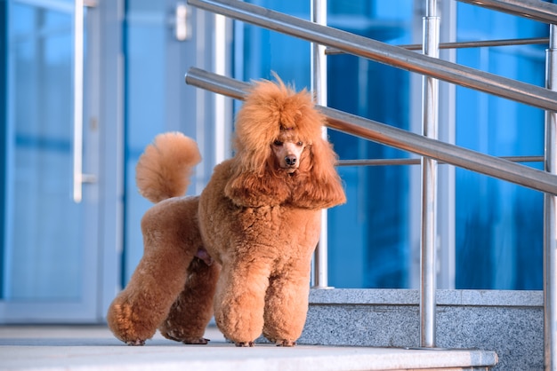 Perro raza caniche pequeño color melocotón se encuentra en el centro comercial.