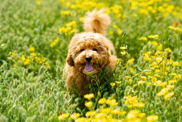 Un perro de raza caniche toy en un paseo Mascotas Verano