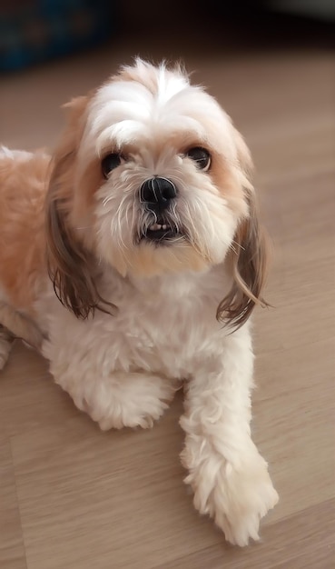 Un perro de la raza Cavachon de Marvelous Dogs se acostó en el suelo y mira hacia el marco de enfoque suave