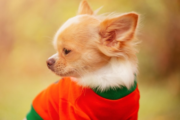 Un perro de raza chihuahua es de color blanco Perro con ropa naranja y verde