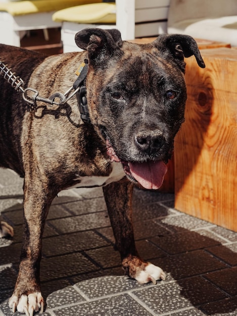 Un perro de raza cimarrón uruguayo