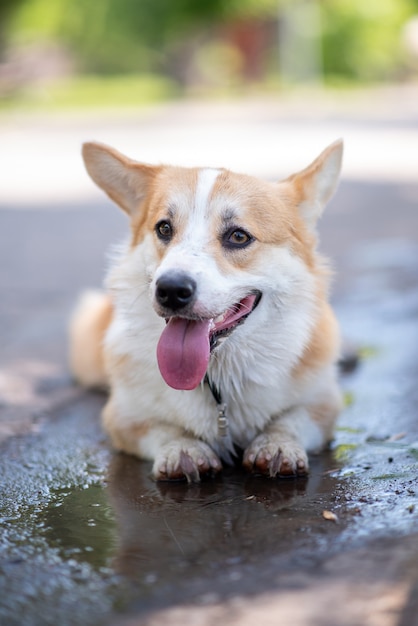 Perro de raza Corgi se encuentra en un charco en la carretera