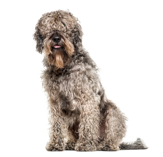 Perro de raza cruzada sentado, aislado en blanco