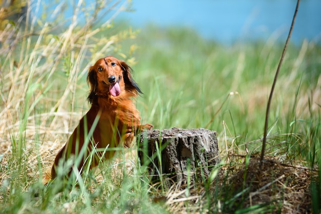 Perro de raza Dachshund en el bosque en un claro soleado.