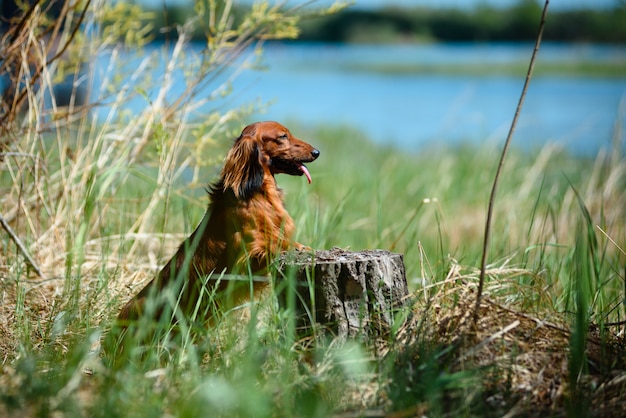 Perro de raza Dachshund en el bosque en un claro soleado.