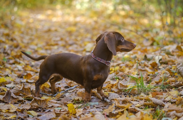 Perro raza dachshund mini color café para dar un paseo en el parque de otoño