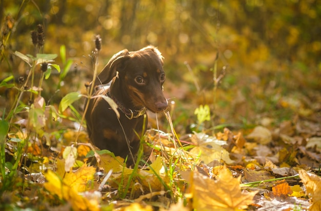 Perro raza dachshund mini color café para dar un paseo en el parque de otoño