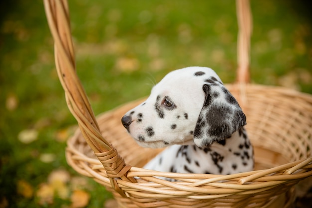 Perro de raza dálmata en un hermoso retrato de paseo. Perrito dálmata en un prado en temporada de otoño. Cachorro dálmata en una cesta Copie el espacio