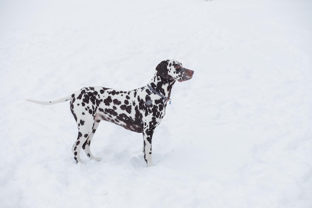 Perro raza dálmata invierno en la nieve orgullosamente se para y se ve hermoso y encantador dálmata está caminando en el parque hermoso perro dálmata adulto