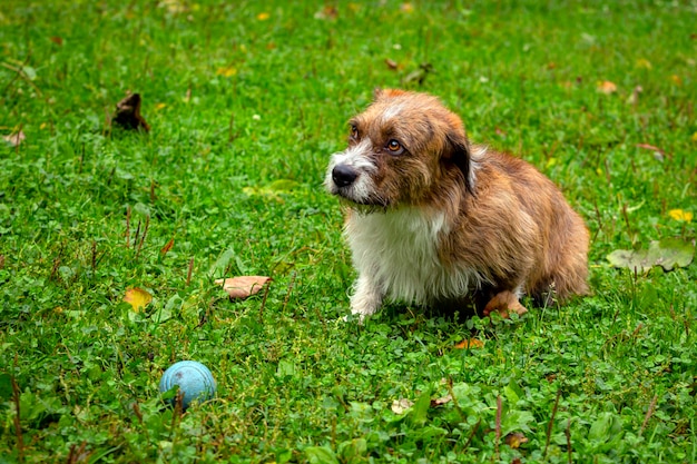 Un perro de raza desconocida juega con una pelota en el primer plano de la hierba.