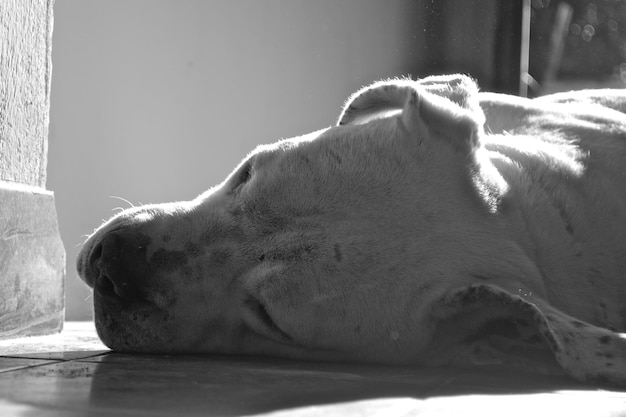 Perro de raza Dogo Argentino durmiendo en el suelo