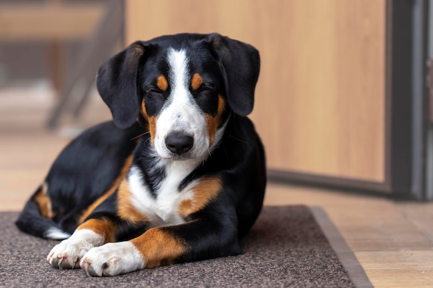 Un perro de la raza Entlebucher Sennenhund yace y se queda dormido en la terraza