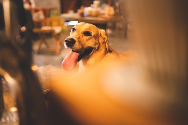 Perro de raza Golden Retriever sentado en la sala de estar en casa