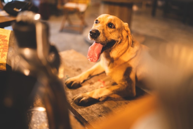 Perro de raza Golden Retriever sentado en la sala de estar en casa