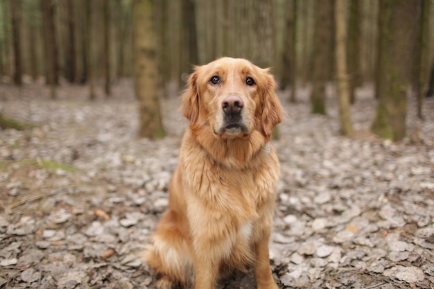 Un perro de raza Golden Retriever se sienta sobre hojas caídas en el bosque y mira a su alrededor