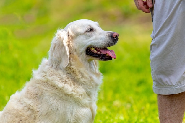 El perro de la raza Golden Retriever se siente feliz cerca de su dueño