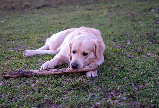 Un perro de la raza golden retriever yace sobre la hierba verde con un palo de madera y lo roe, sosteniéndolo con dos patas delanteras