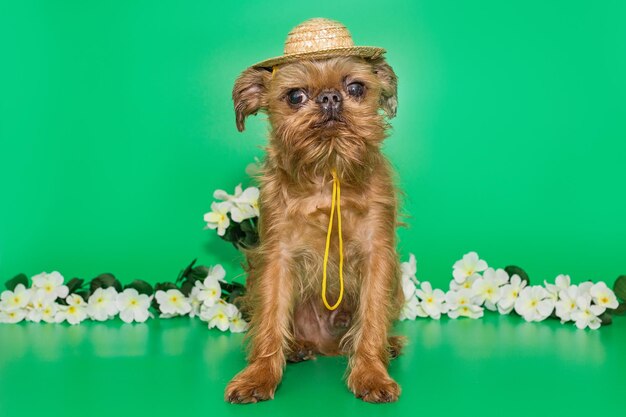 Perro de raza Griffon de Bruselas en un sombrero de paja