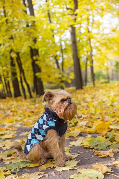 Perro de la raza Grifón de Bruselas entre hojas de otoño