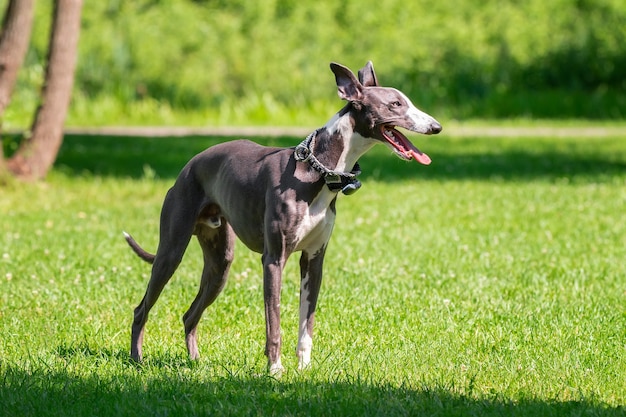 Perro de raza Hound Greyhound sobre la hierba verde