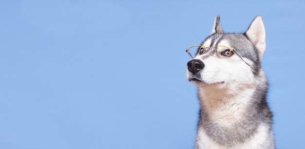 Un perro de raza husky divertido con gafas elegantes