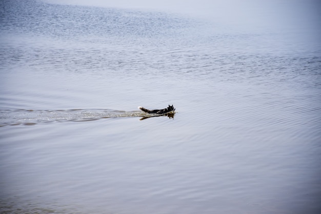 El perro de la raza Husky nada a lo largo del río.