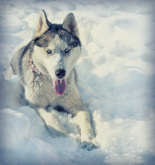 Perro de raza Husky en la nieve.