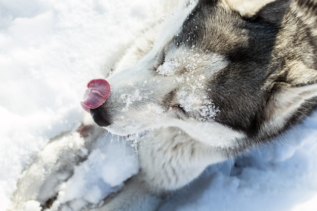 Perro de raza Husky en la nieve.