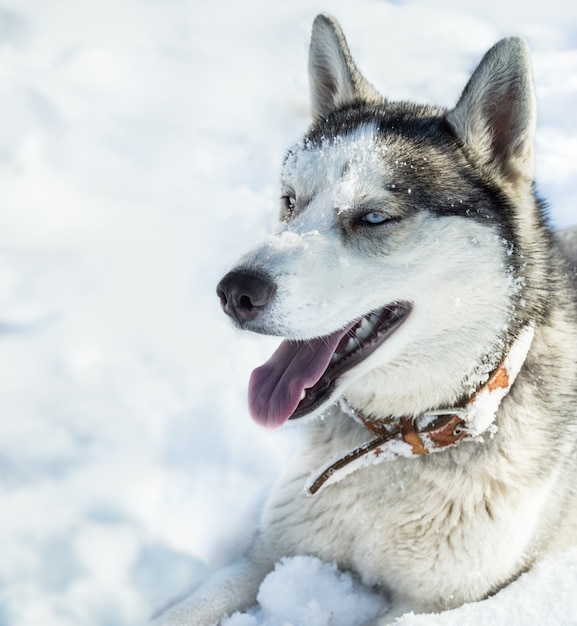 Perro de raza Husky en la nieve.