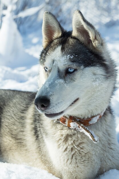 Perro de raza Husky en la nieve.