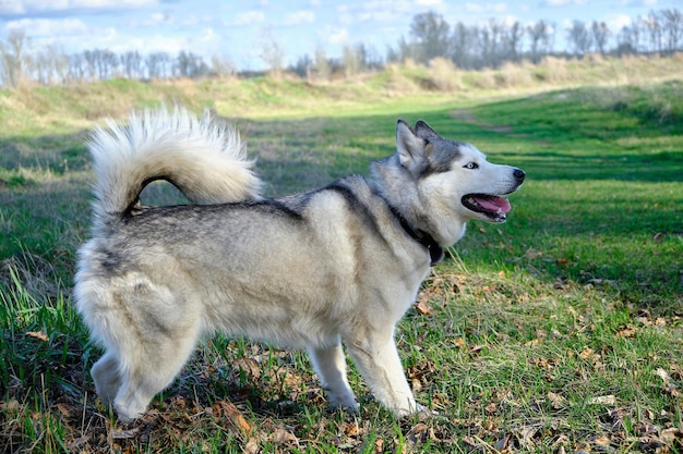 Perro de raza husky en el parque sobre la hierba verde en la primavera en un estado de ánimo lúdico.