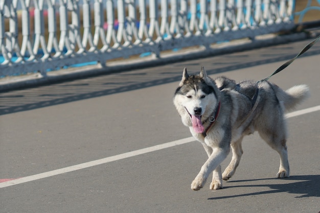 Perro de raza Husky a pasear por el paseo marítimo