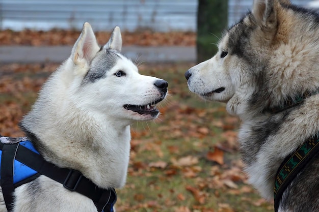 Perro de raza husky de paseo