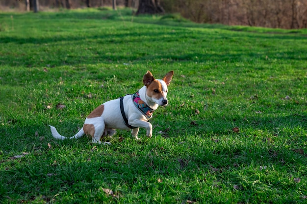 Perro de raza Jack Russell Terrier en el bosque sobre la hierba verde en un arnés de colores, el perro se sienta en la pose de un cazador, una pata está levantada y mira cuidadosamente hacia adelante, a punto de correr hacia adelante