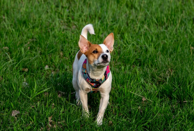 Perro de raza Jack Russell Terrier en el bosque sobre la hierba verde en un colorido arnés, él está caminando en la hierba verde, mirando hacia arriba