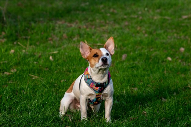 Perro de raza Jack Russell Terrier en el bosque sobre la hierba verde en un colorido arnés, se sienta en la hierba y mirando hacia arriba, los rayos del sol caen sobre su rostro