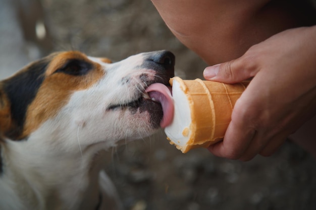 Perro de raza Jack Russell Terrier come helado