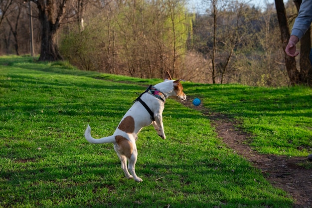 Perro de raza Jack Russell Terrier juega una pelota con un hombre en un campo con pasto verde.El perro está saltando tratando de atrapar una pelota azul lanzada por un hombre