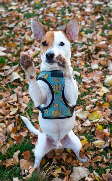 Un perro de la raza Jack Russell Terrier se para en sus patas traseras en otoño sobre hojas amarillas secas en un bosque en un arnés azul con un patrón de limón. Patas delanteras hacia arriba, mirando hacia un lado.