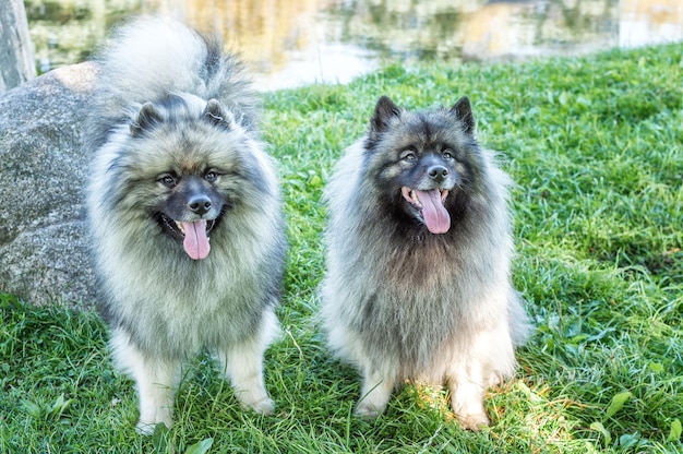 Perro de raza Keeshond el wolfspitz alemán en la calle en un día soleado de verano Retratos de un perro